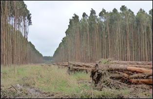 Fig 1 trees presented 90o to skid track 